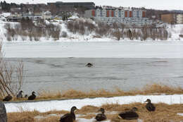 Image of Otter sp.