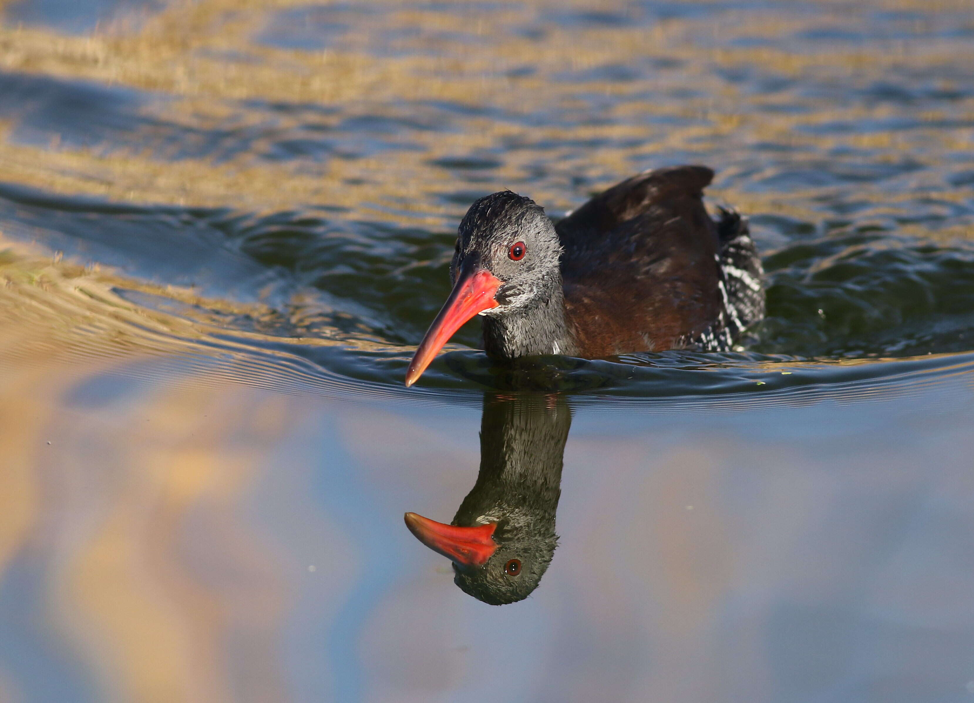 Image of African Rail