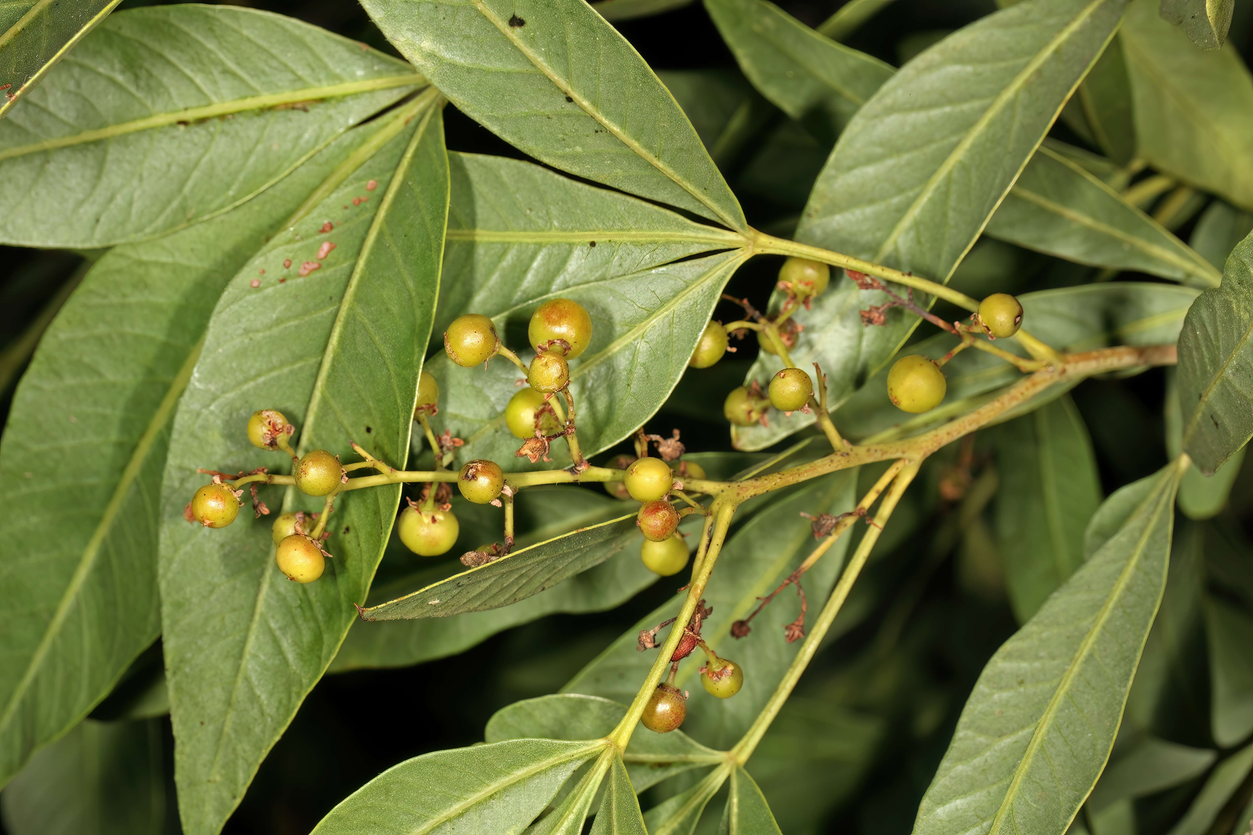 Image of Searsia pendulina (Jacq.) Moffett