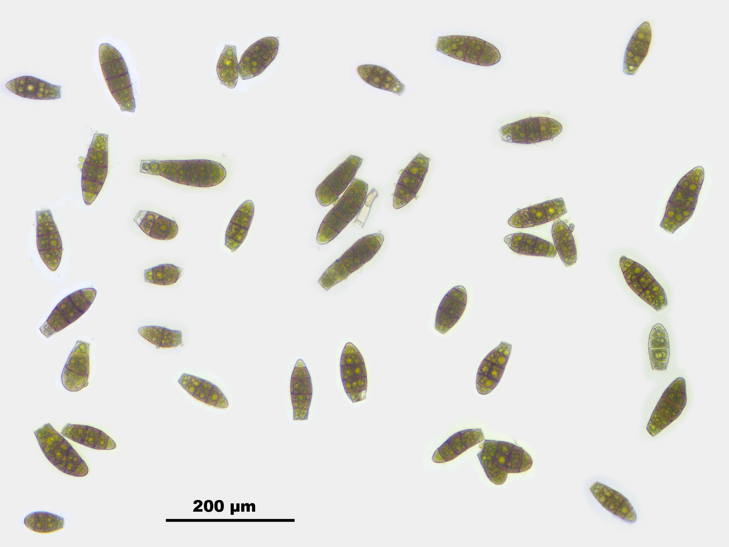 Image of zygodon moss