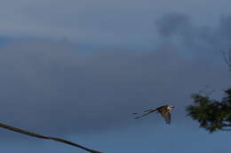 Image of Scissor-tailed Flycatcher