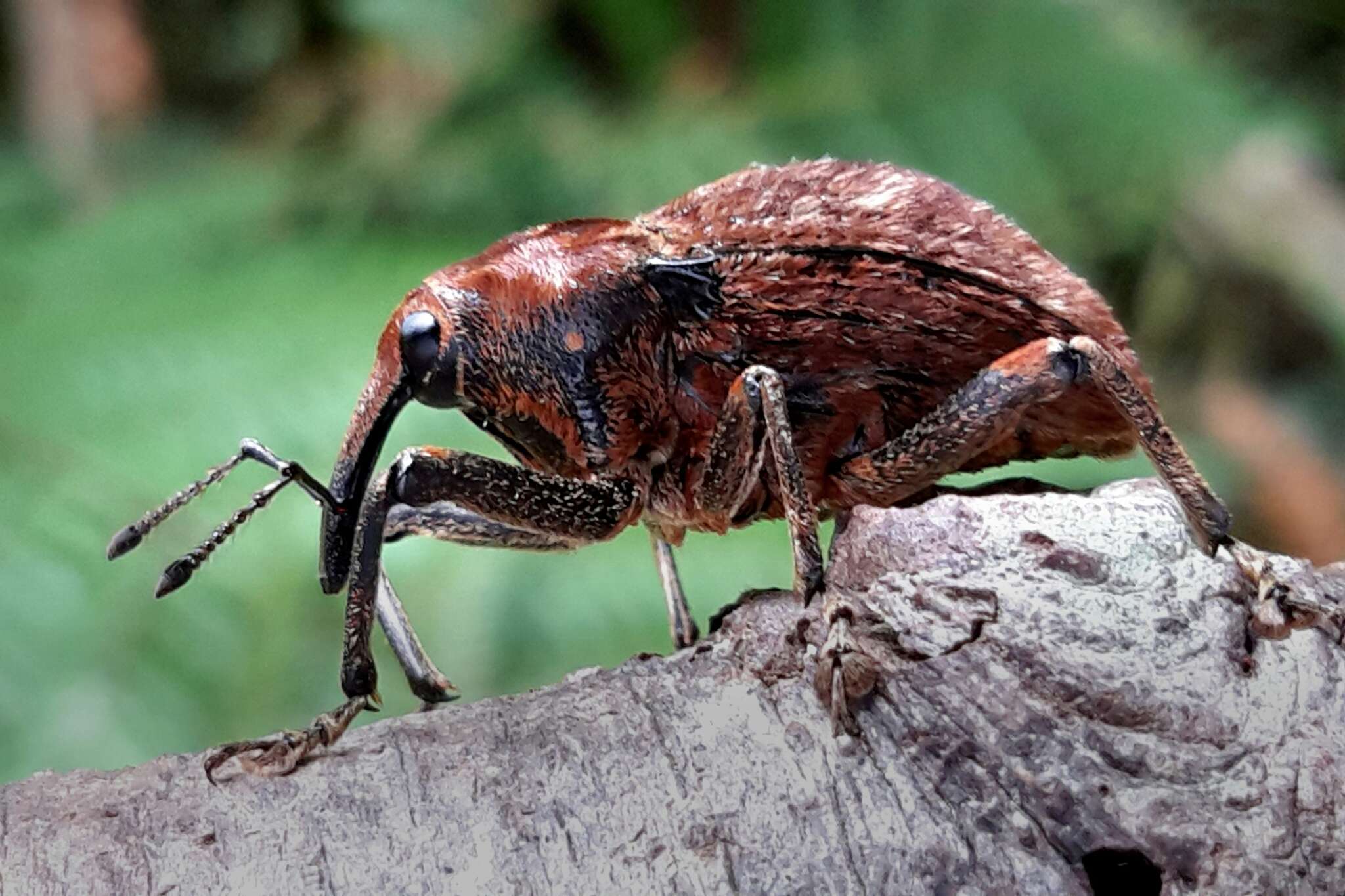 Image of Rhynchodes ursus White 1846