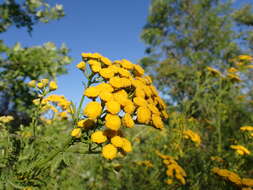 Image of common tansy