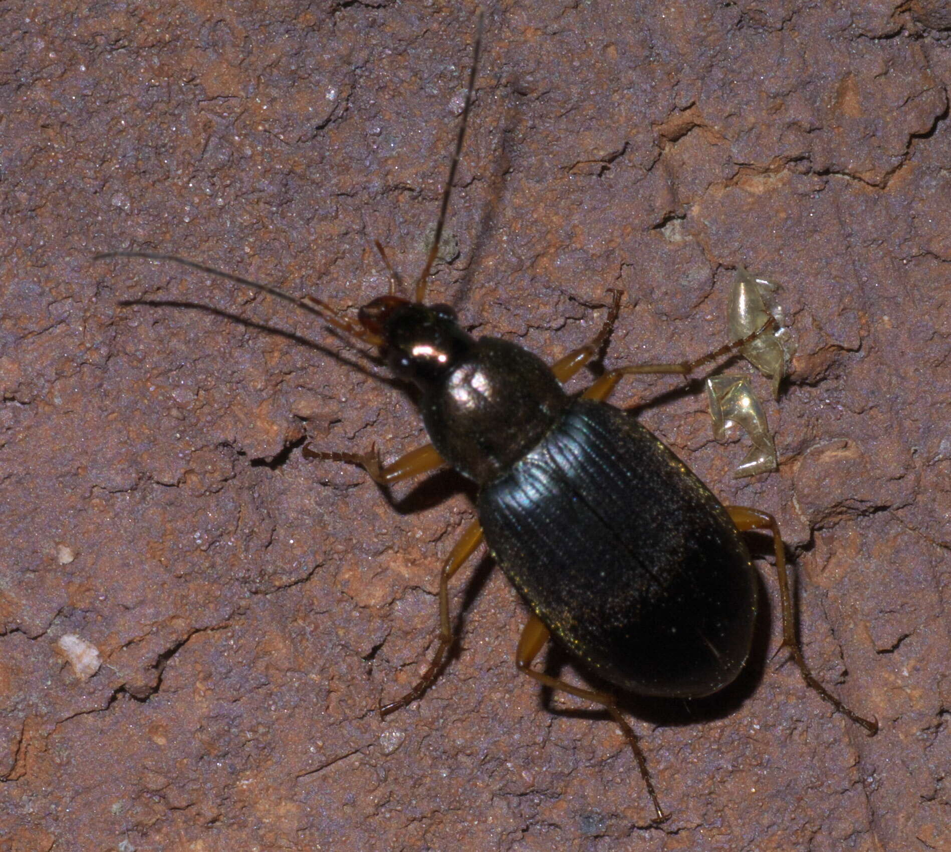 Image of Chlaenius (Chlaeniellus) tricolor Dejean 1826