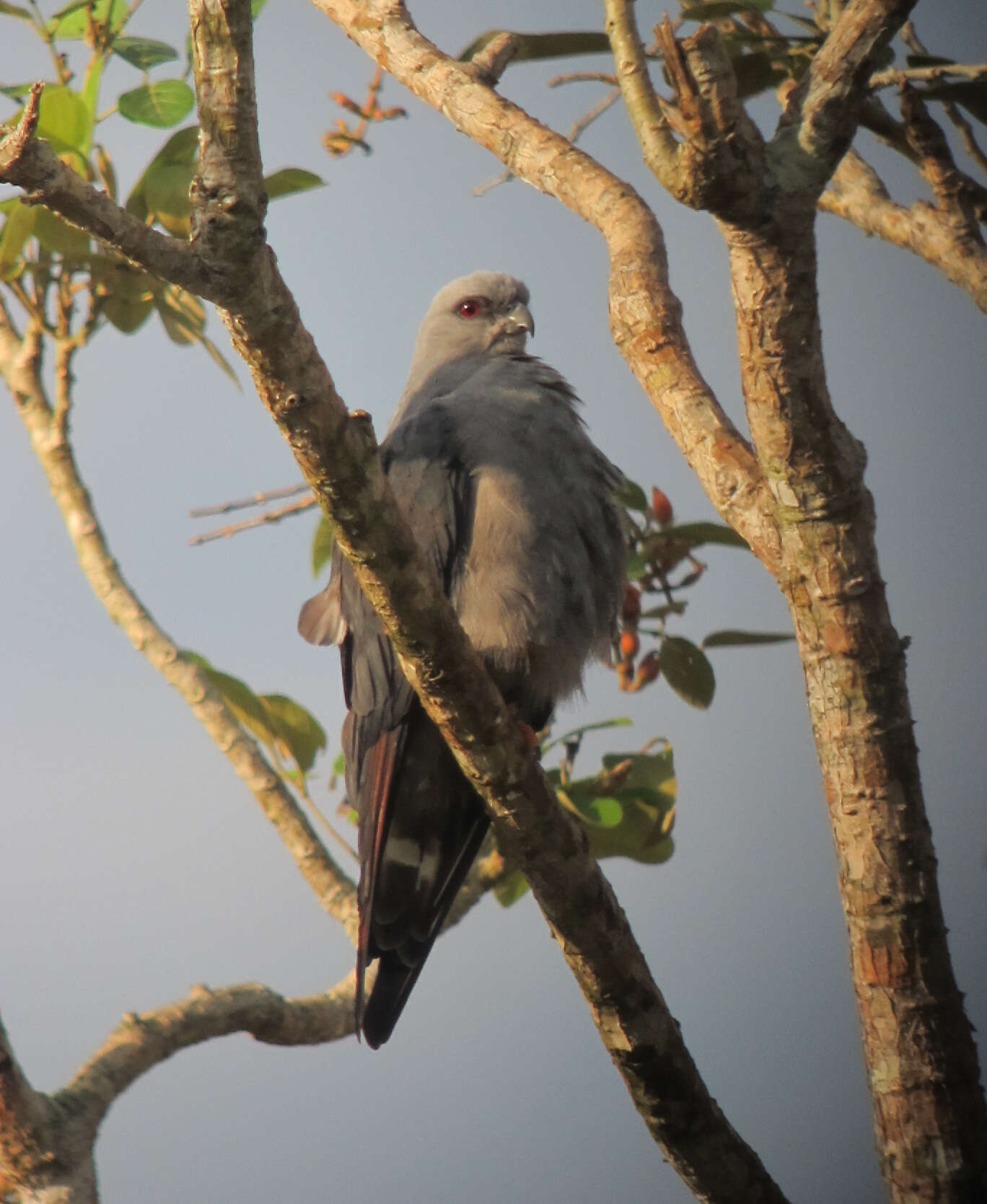 Image of Plumbeous Kite