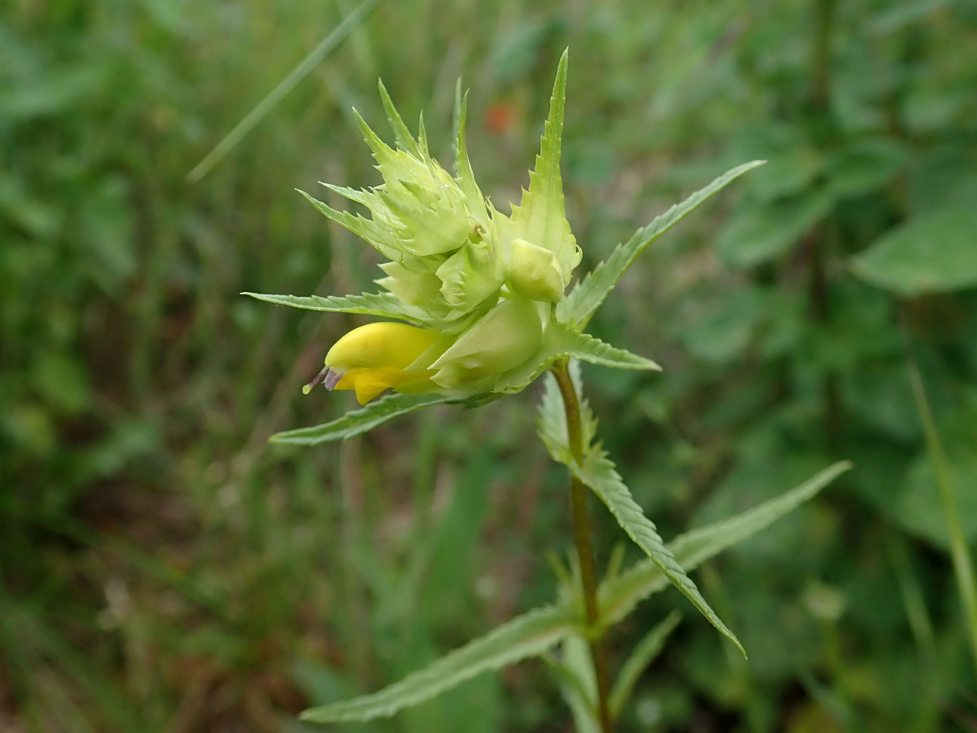 Image of late-flowering yellow rattle