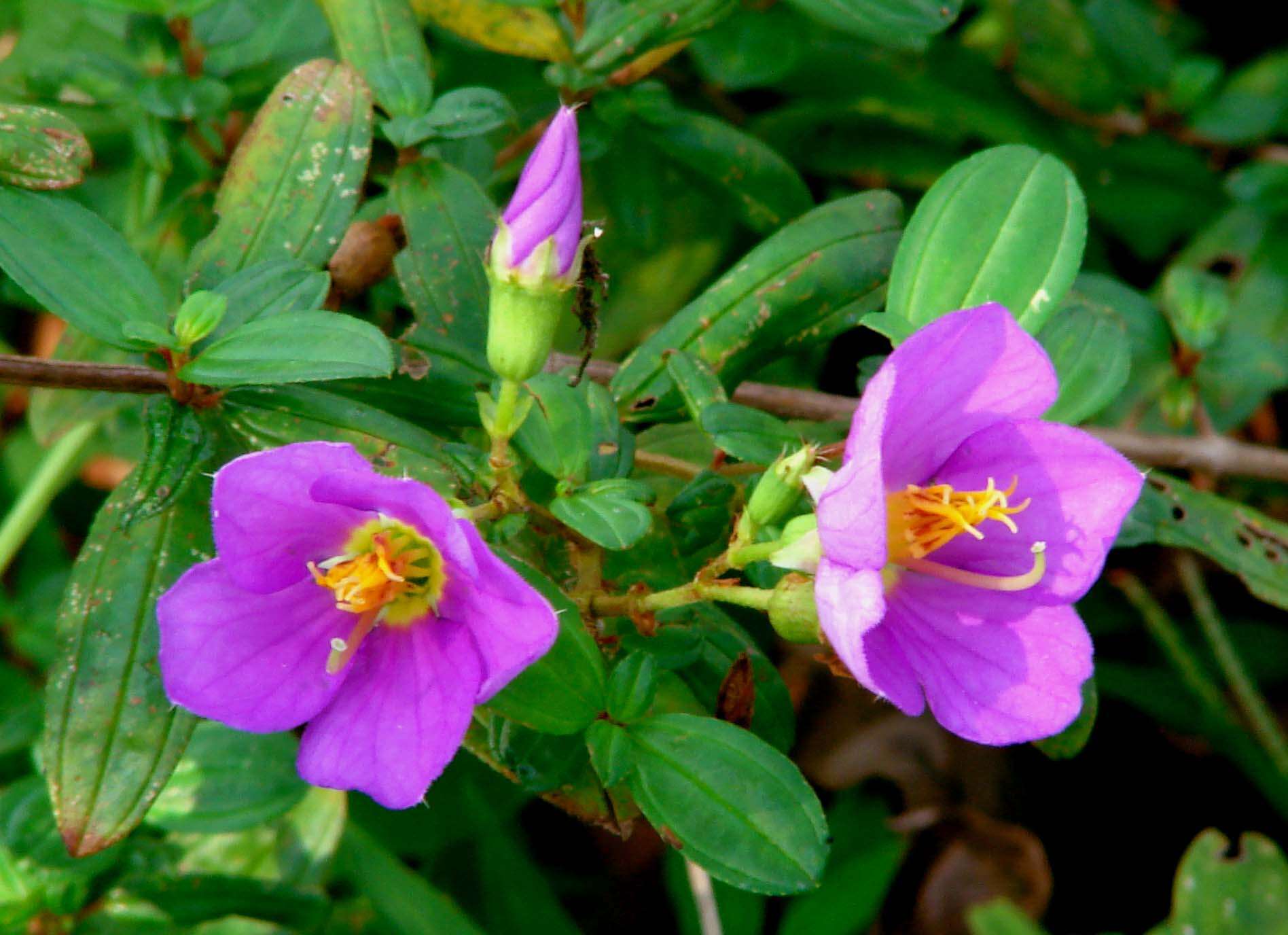 Osbeckia octandra (L.) DC.的圖片