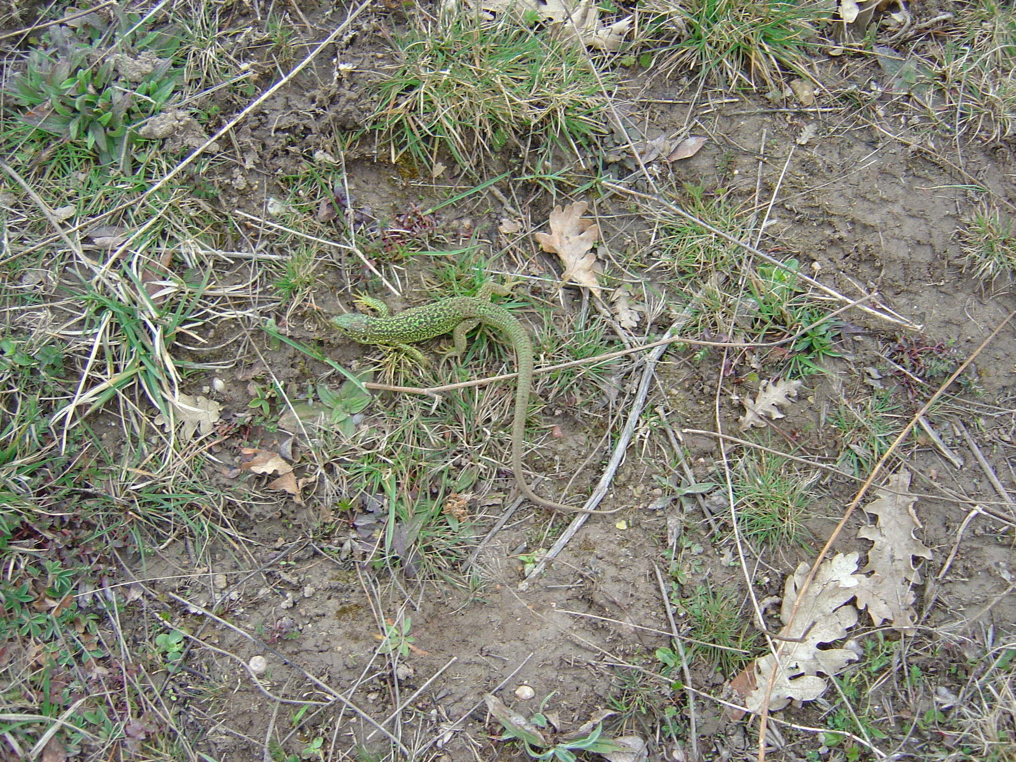 Image of Western Green Lizard