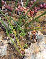 Imagem de Albuca viscosa L. fil.