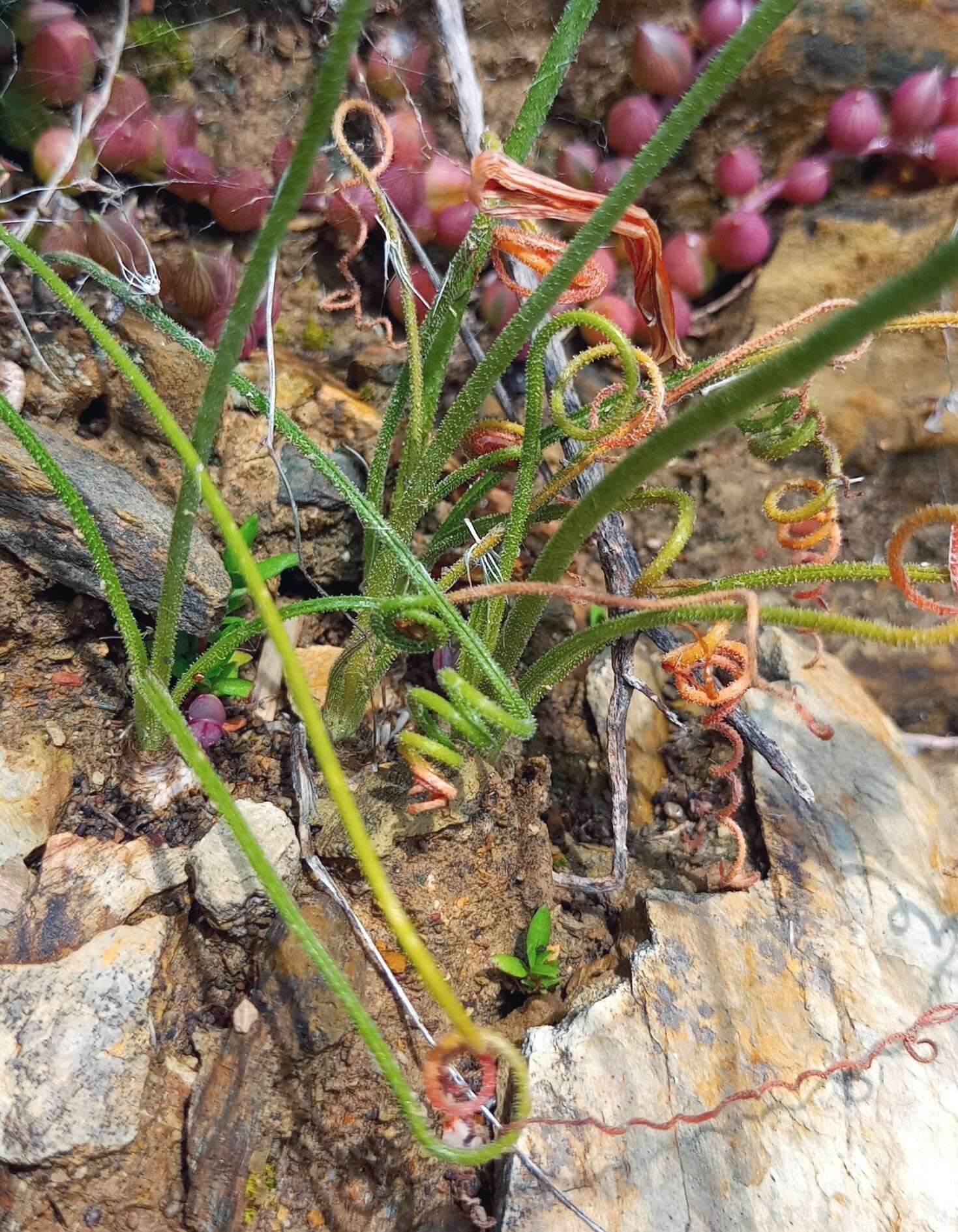 Imagem de Albuca viscosa L. fil.