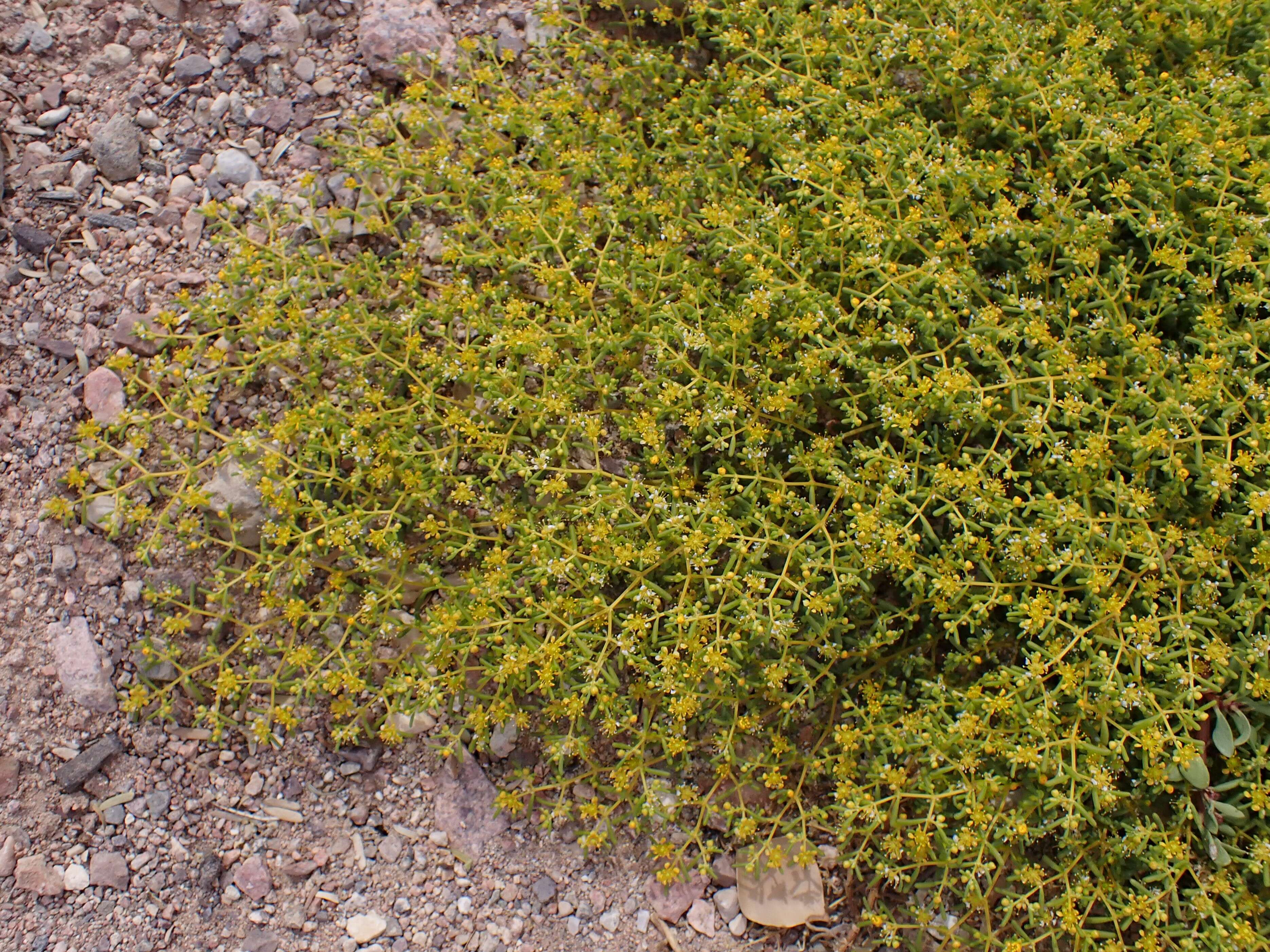 Image of Tetraena simplex (L.) Beier & Thulin