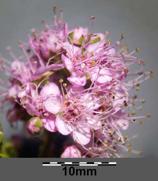 Слика од Spiraea salicifolia L.