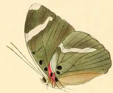 Euphaedra luperca Hewitson 1864 resmi