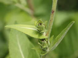 Inula helenium L. resmi