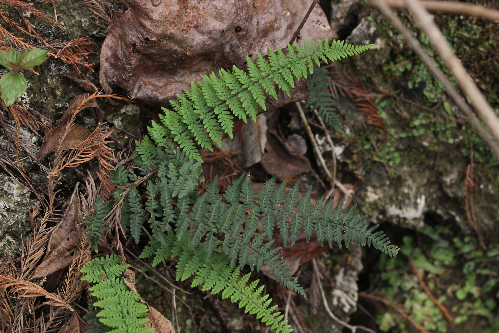 Image of Alabama lipfern