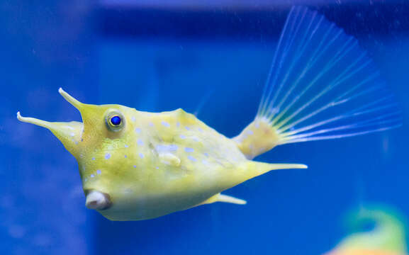 Image of Longhorn cowfish