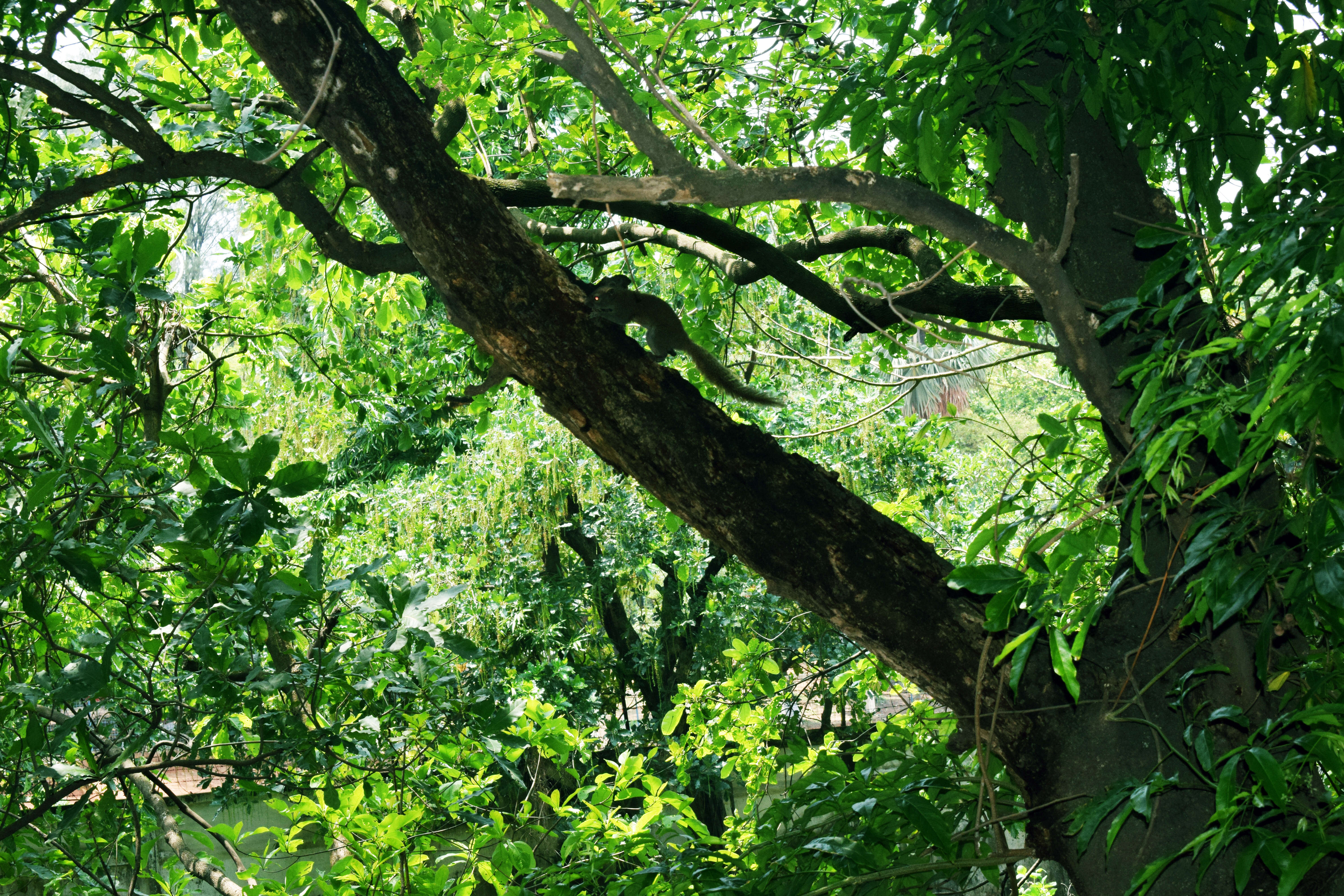 Image of Albizia lucidior (Steud.) I. C. Nielsen