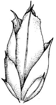 Image of acaulon moss