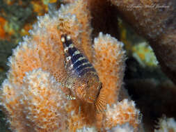 Image of Barred Blenny