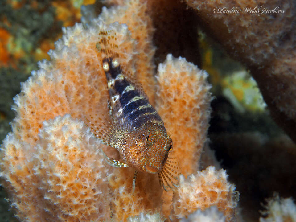 Image of Barred Blenny