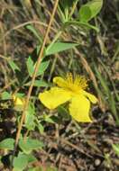 Plancia ëd Hypericum tetrapetalum Lam.