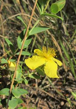 Image of fourpetal St. Johnswort