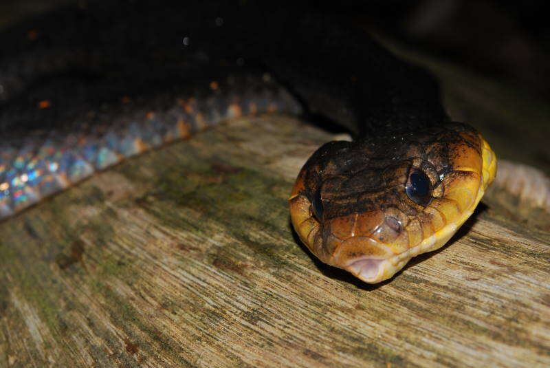 Image of Amazon False Fer-de-lance