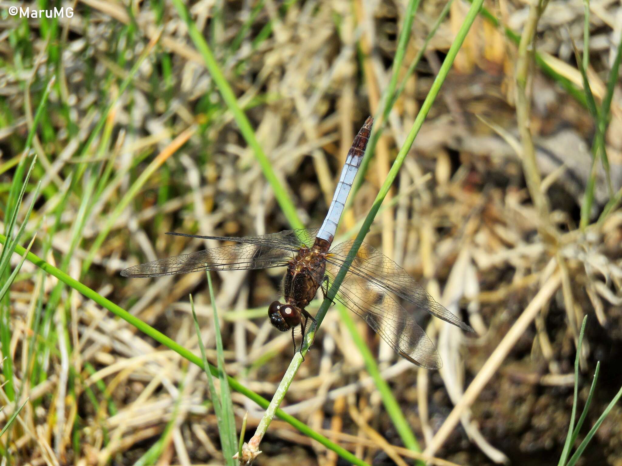 Sivun Erythrodiplax basifusca (Calvert 1895) kuva