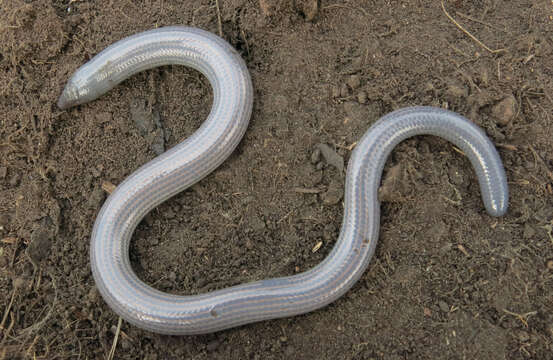 Image of Woodbush Legless Skink