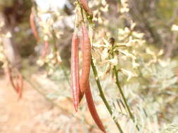 صورة Astragalus schmolliae