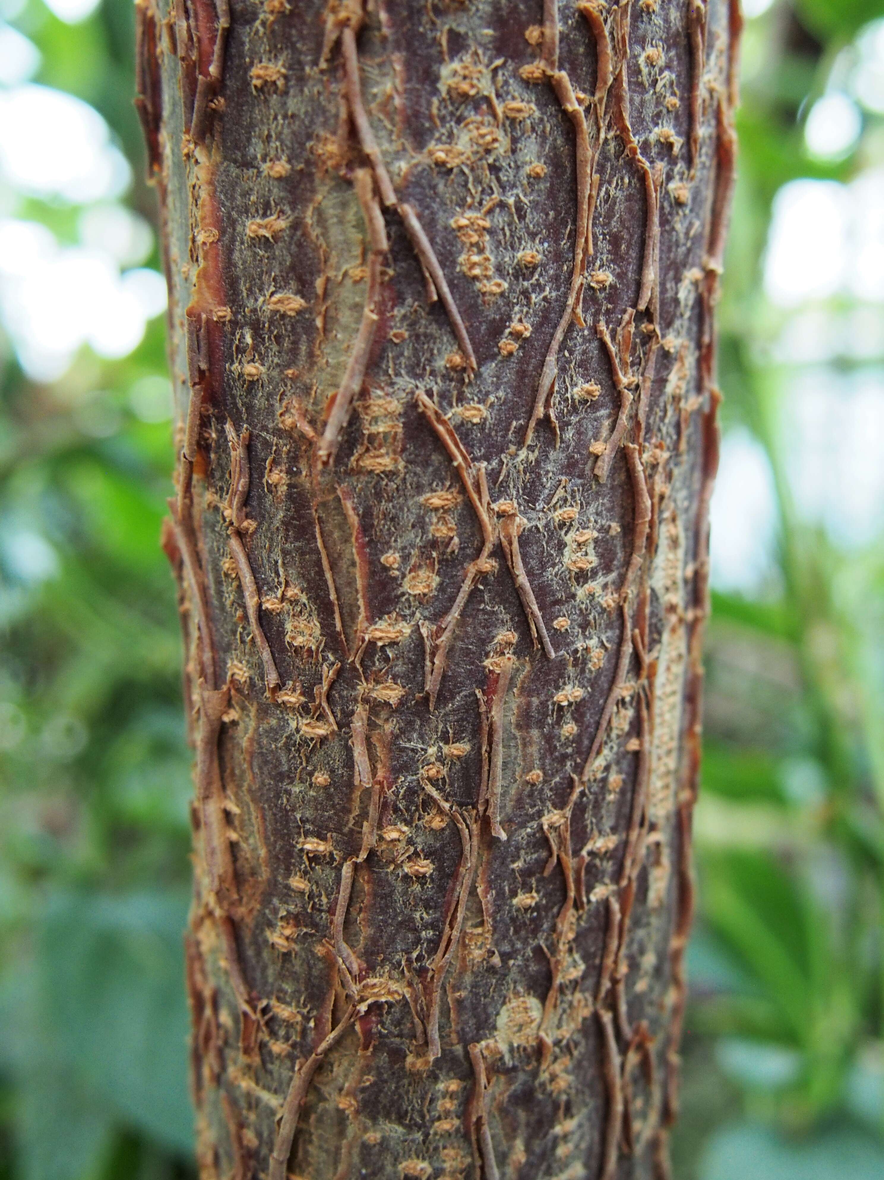 Image of cassava