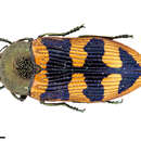 Image of Castiarina alecgemmelli (Barker 1987)