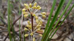 Image of Many flowered mat-rush