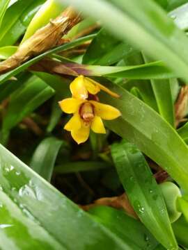 Image of Maxillaria variabilis Bateman ex Lindl.