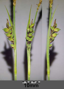 Image of carnation sedge