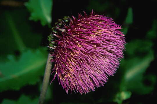 Imagem de Cirsium purpuratum (Maxim.) Matsum.