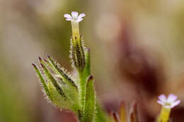 Imagem de Phlox gracilis (Douglas ex Hook.) Greene