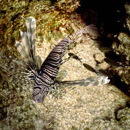 Image of Pterois