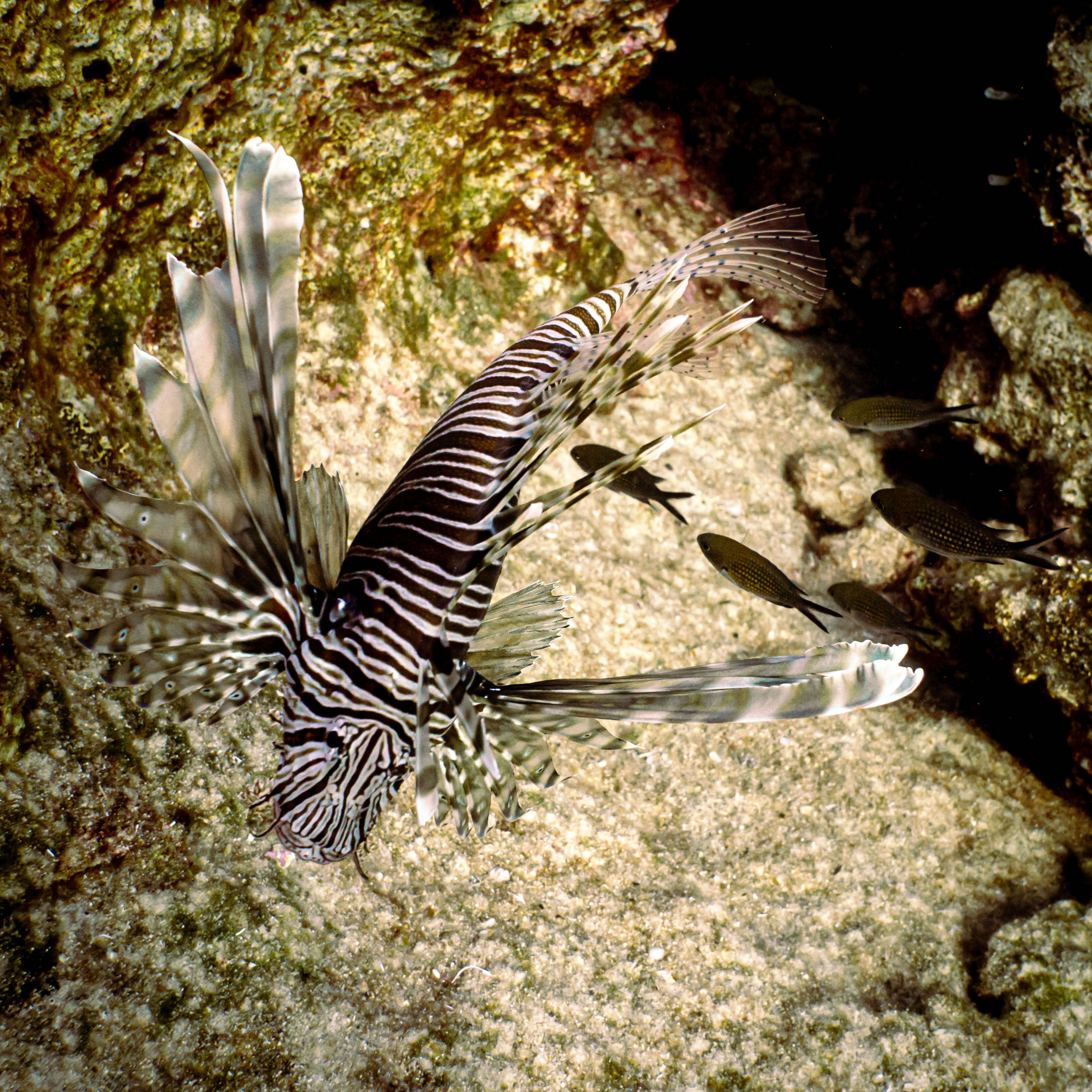 Image of Pterois