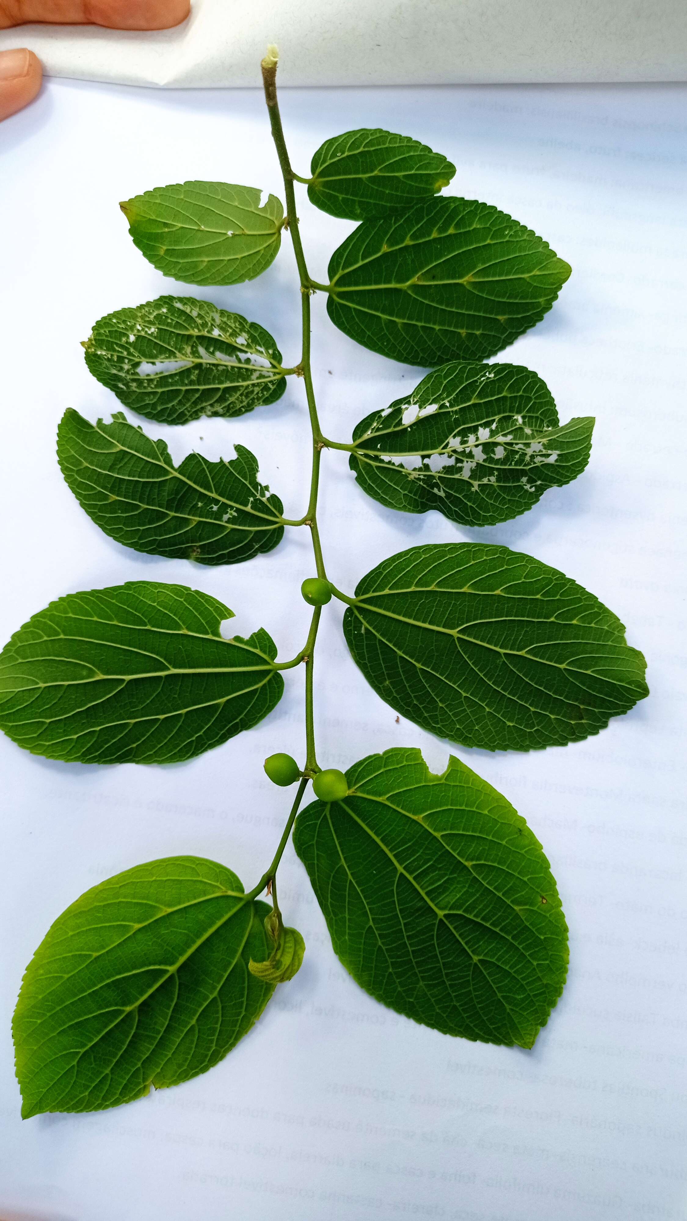 Celtis iguanaea (Jacq.) Sarg. resmi