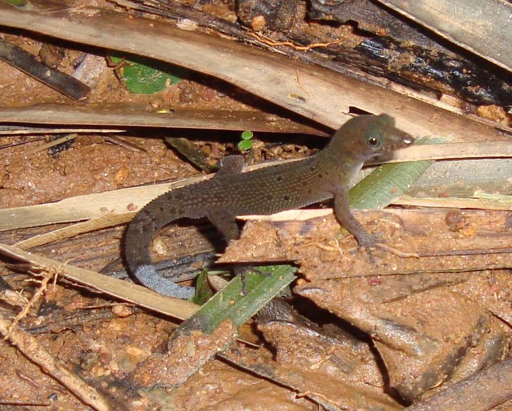 Image of Bay Island Least Gecko