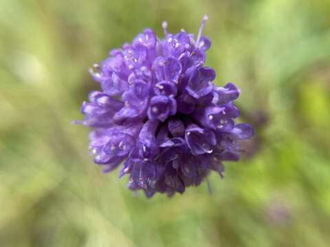 Image of Devil’s Bit Scabious