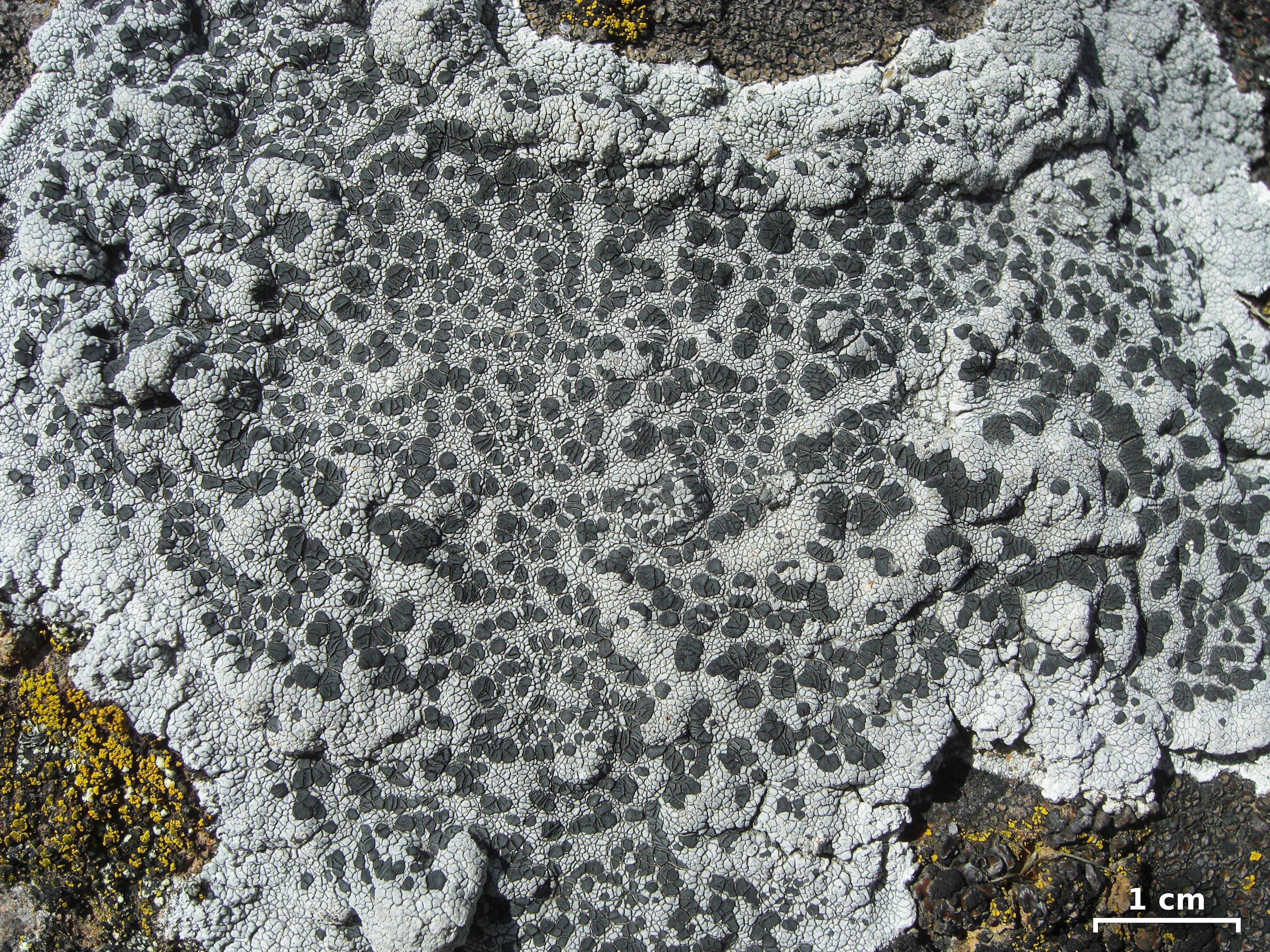 Image of lecidea lichen