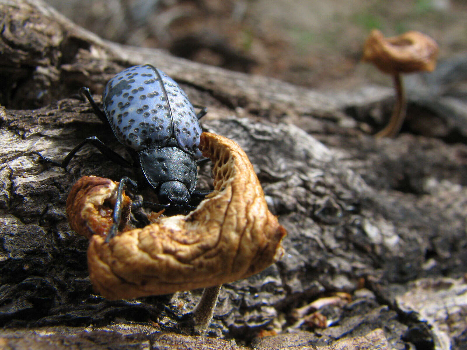 Слика од Gibbifer californicus (Lacordaire 1842)