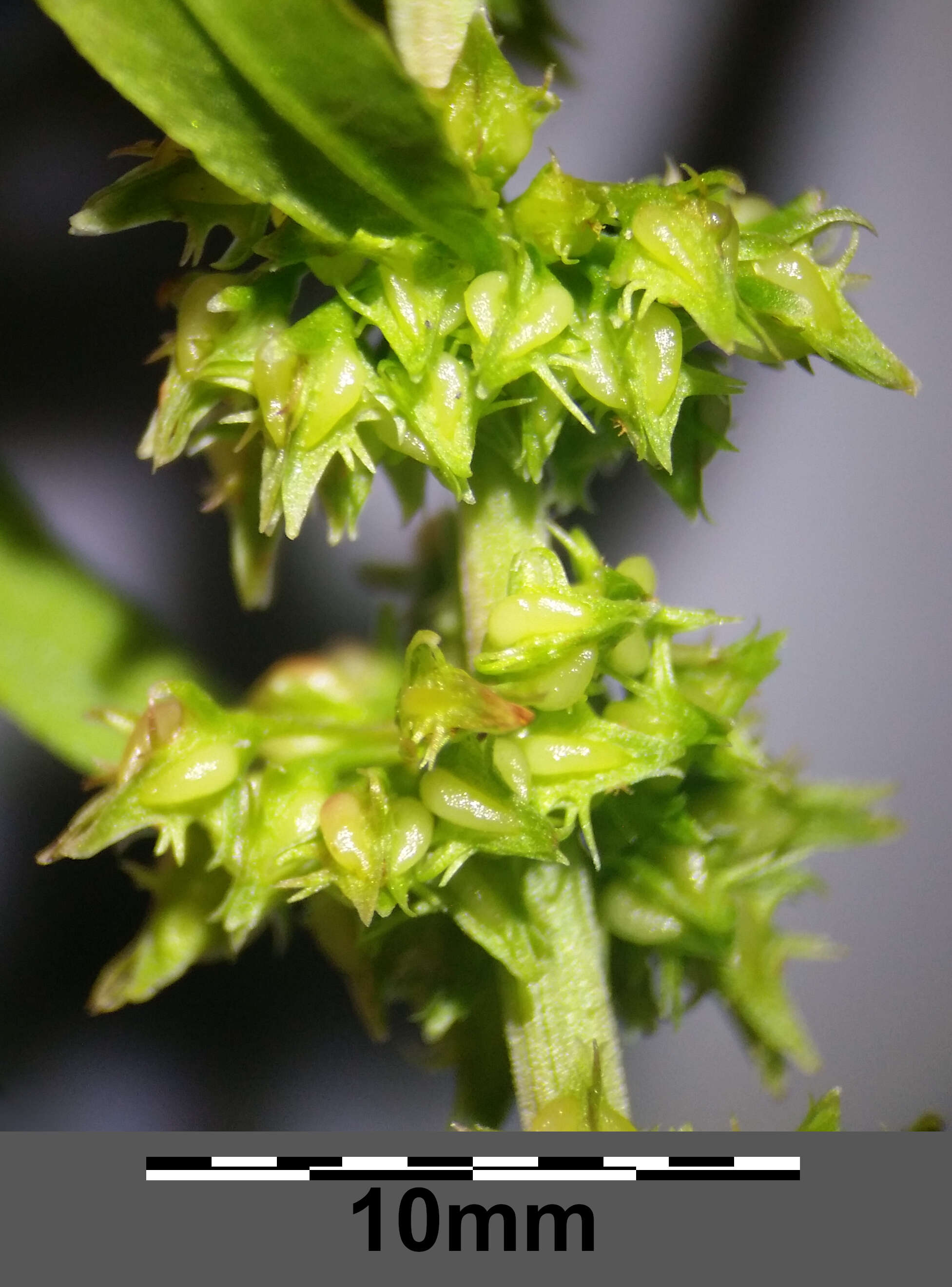 Rumex palustris Sm. resmi