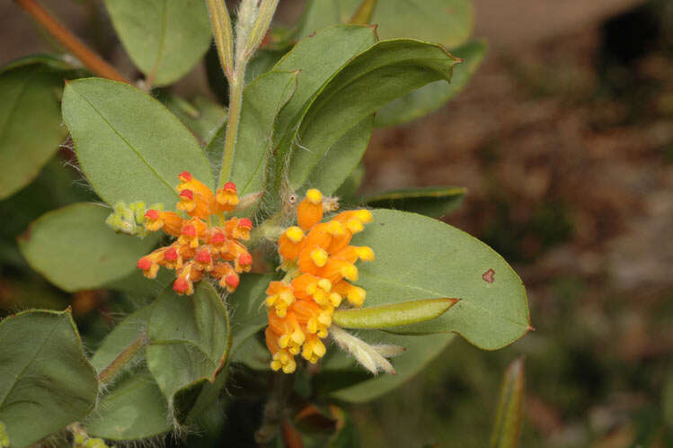 Image of Grevillea pimeleoides Fitzger.