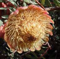 Image of Protea sulphurea Phillips