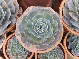 Image of Echeveria elegans Rose