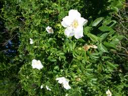 Image of dog rose