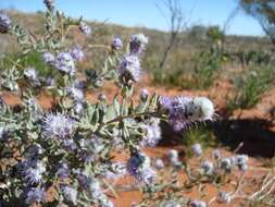 Image of Newcastelia cephalantha F. Muell.